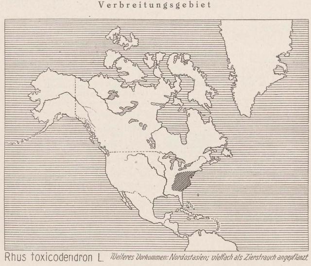 Madaus Karte Rhus Toxicodendron