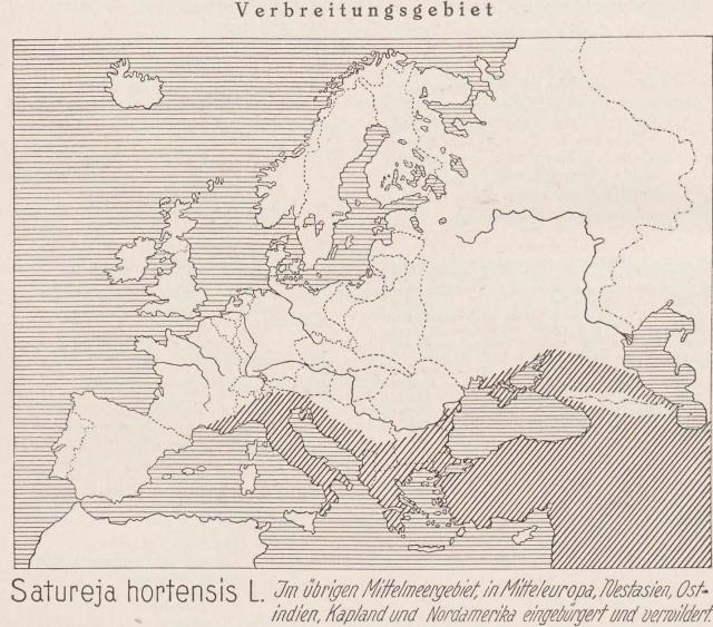 Madaus Karte Satureja Hortensis