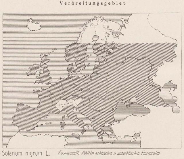 Madaus Karte Solanum Nigrum