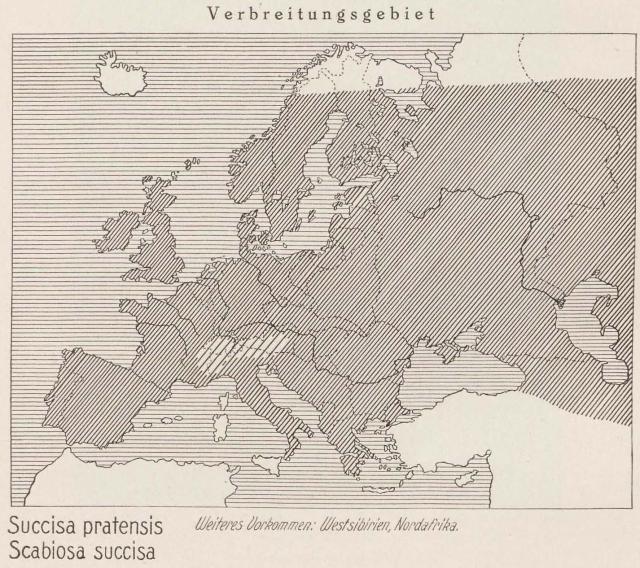 Madaus Karte Succisa Pratensis