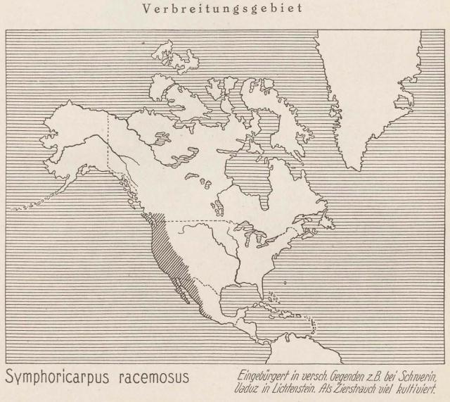 Madaus Karte Symphoricarpus Racemosus