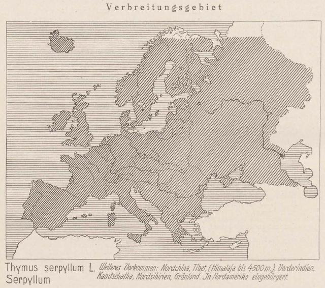 Madaus Karte Thymus Serpyllum