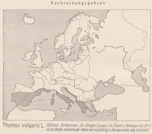 Madaus Karte Thymus Vulgaris