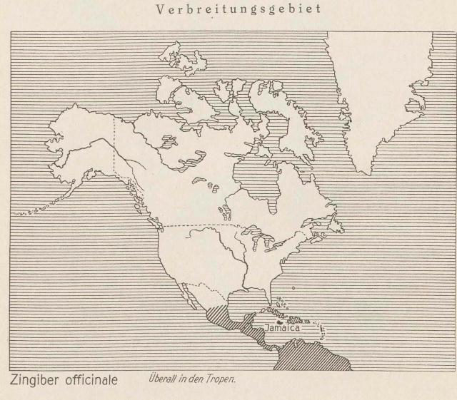 Madaus Karte Zingiber Officinale