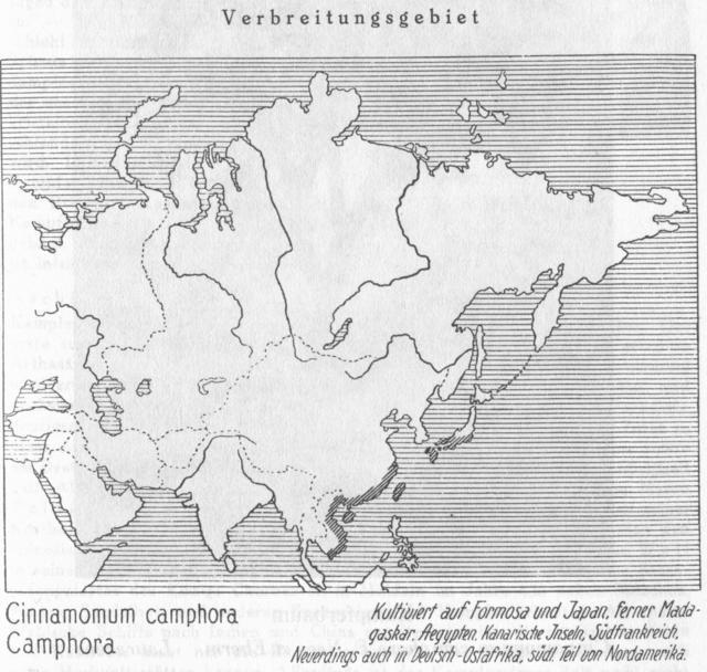 Karte 071. Cinnamomum camphora.