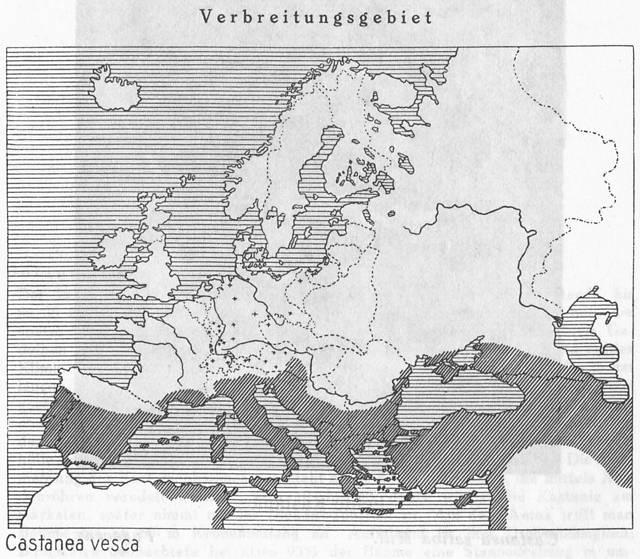 Karte 082. Castanea vesca.