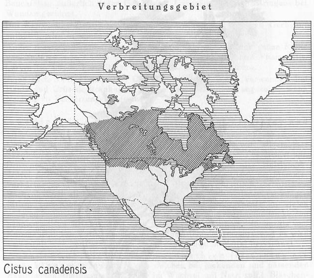 Karte 105. Cistus canadensis.