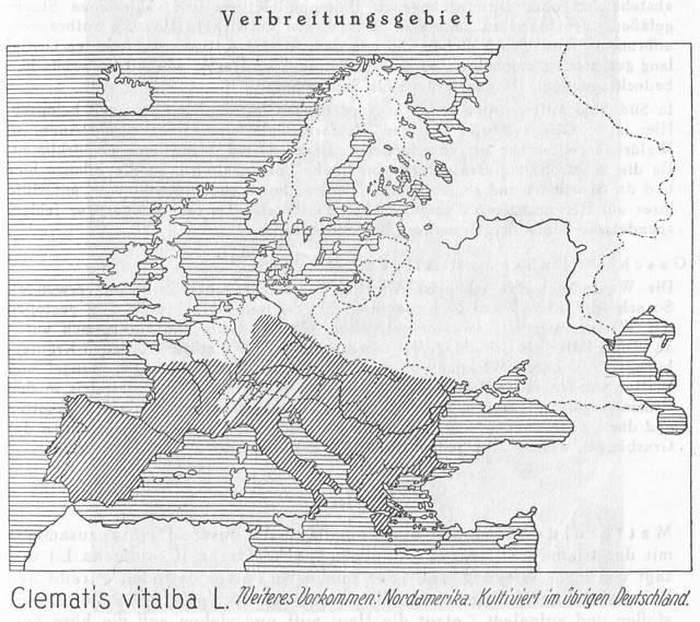 Karte 107. Clematis vitalba.