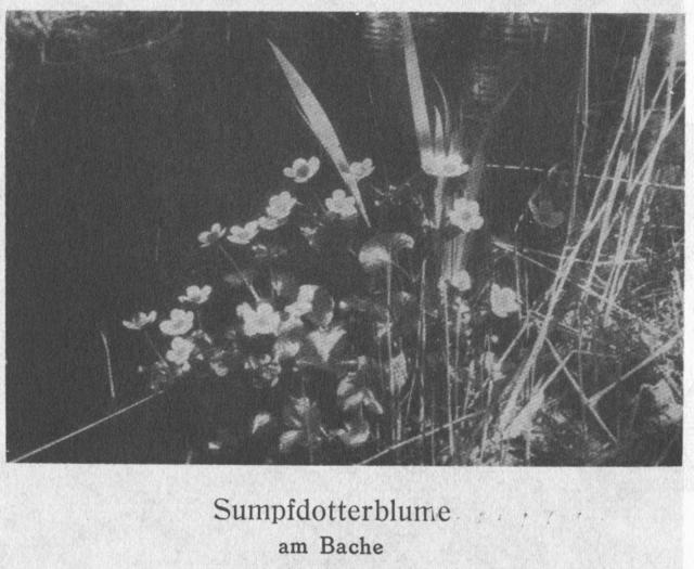 Photo 100. Sumpfdotterblume am Bache.