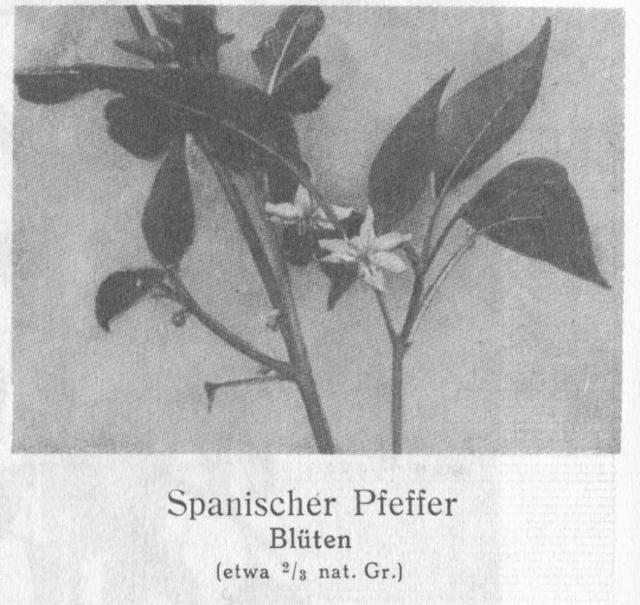 Photo 107. Spanischer Pfeffer, Blüten.