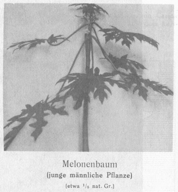 Photo 114. Melonenbaum.