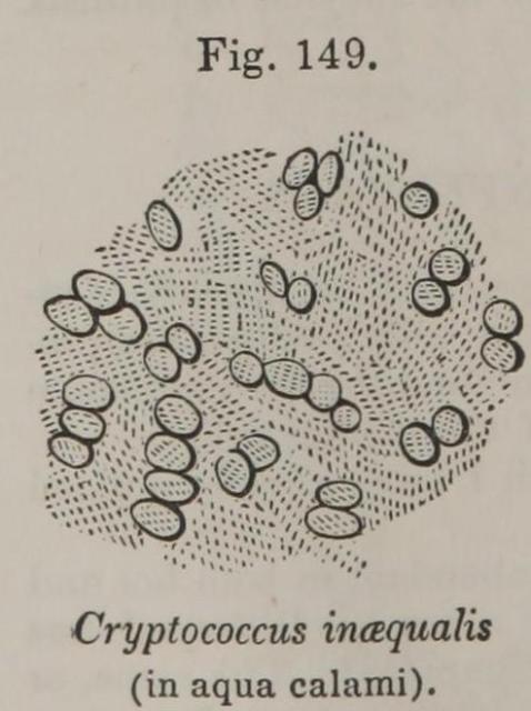 Fig. 149. Cryptococcus inaequalis.