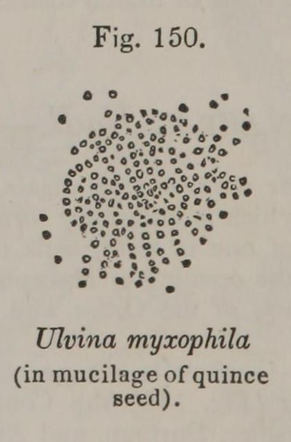 Fig. 150. Ulvina myxophila.