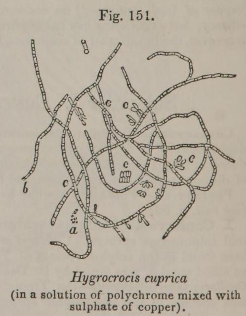 Fig. 151. Hygrocrocis cuprica.