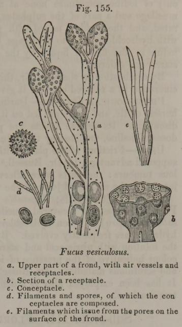 Fig. 155. Fucus vesiculosus.