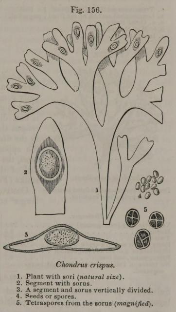 Fig. 156. Chondrus crispus.