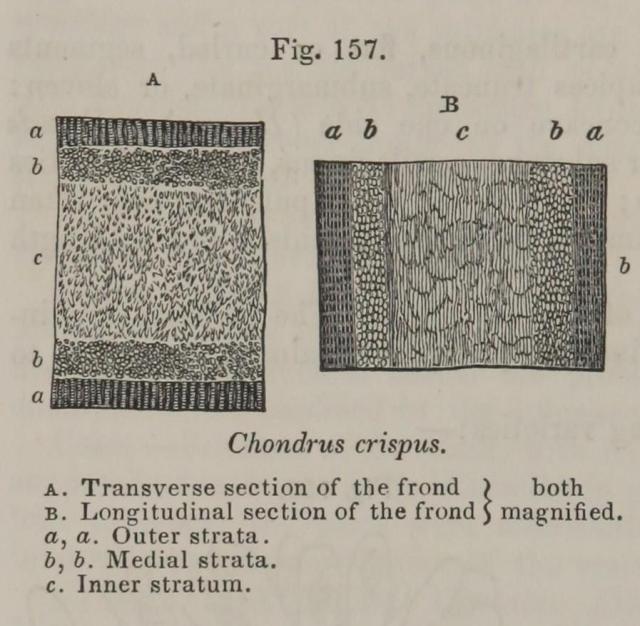 Fig. 157. Chondrus crispus.