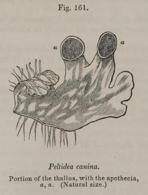 Fig. 161. Peltidea canina.