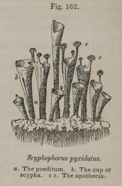 Fig. 162. Scyphophorus pyxidatus.