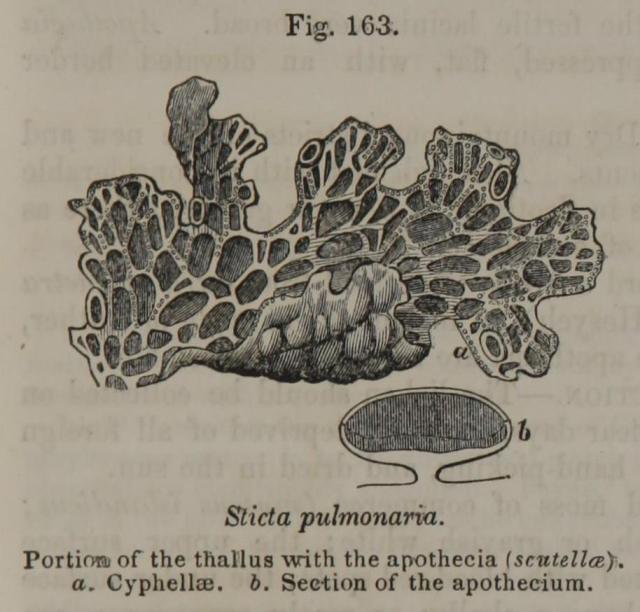 Fig. 163. Sticta pulmonaria.