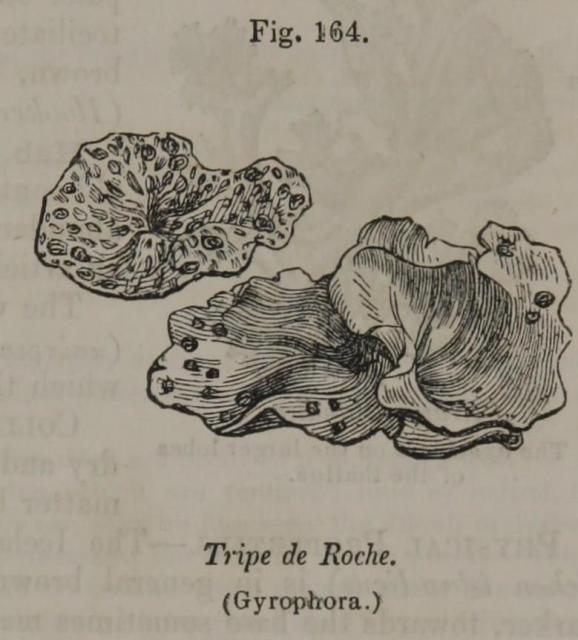 Fig. 164. Tripe de Roche (Gyrophora.)