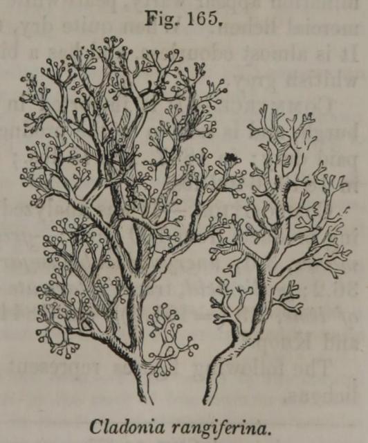 Fig. 165. Cladonia rangiferina.