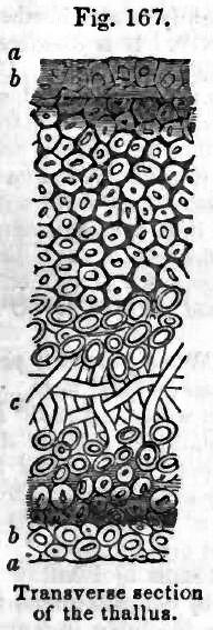 Fig. 167. Transverse section of the thallus.