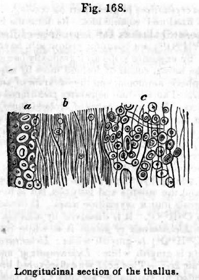 Fig. 168. Longitudinal section of the thallus.