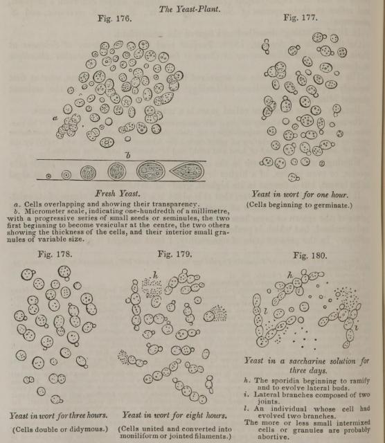 Fig. 176. - 180. The Yeast-Plant.