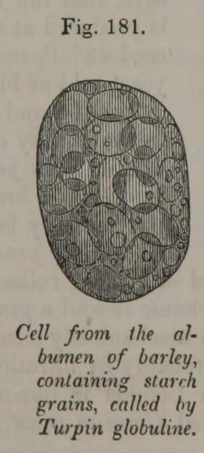 Fig. 181. Cell from the albumen of barley