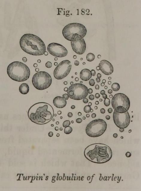 Fig. 182. Turpin's globuline of barley.