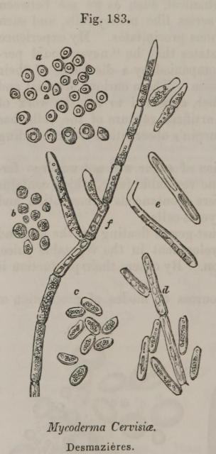 Fig. 183. Mycoderma Cervisiae, Desmazieres.