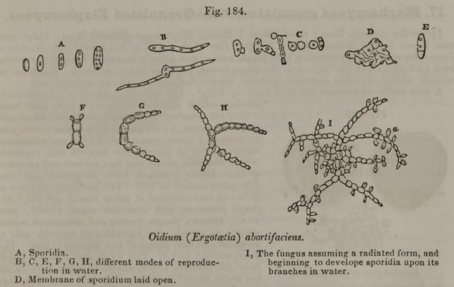 Fig. 184. Oidium (Ergotaetia) abortifaciens.