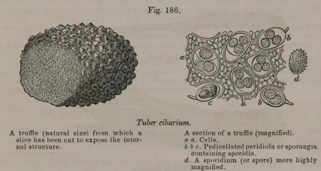 Fig. 186. Tuber cibarium.