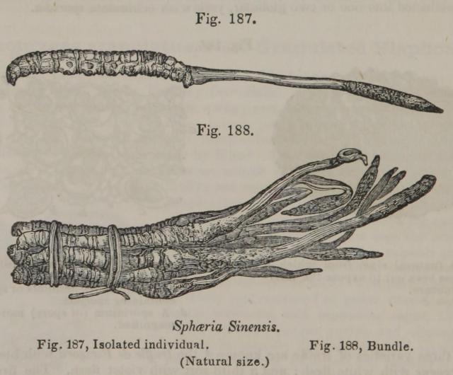 Fig. 187. - 188. Sphaeria Sinensis.