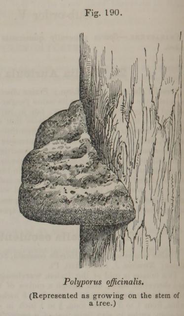 Fig. 190. Polyporus officinalis.