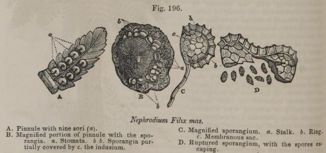 Fig. 196. Nephrodium Filix mas.