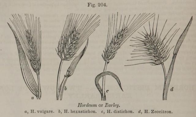 Fig. 204. Hordeum or Barley.