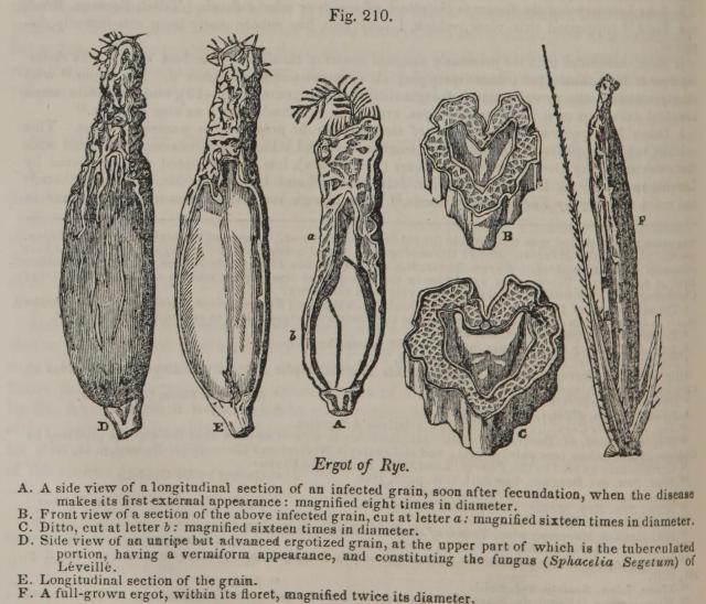 Fig. 210. Ergot of Rye.