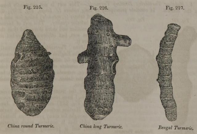 Fig. 225-227. China round Turmeric. China long Tur...