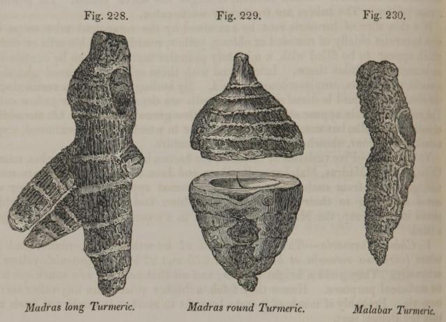 Fig. 228-230. Madras long Turmeric. Madras round T...