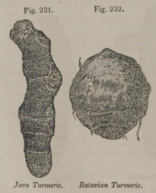 Fig. 231-232. Java Turmeric. Batavian Turmeric.