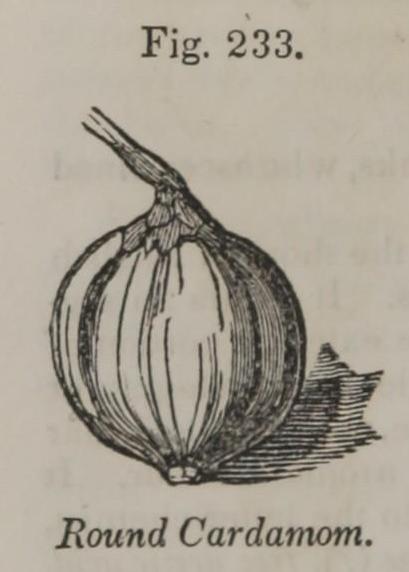 Fig. 233. Round Cardamom.