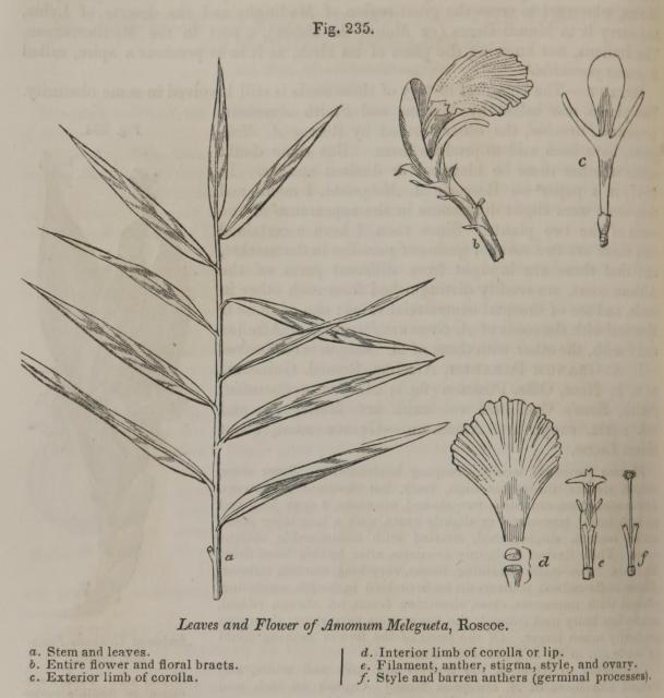 Fig. 235. Leaves and Flower of Amomum Melegueta, R...