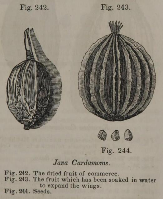 Fig. 242-244. Java Cardamoms.