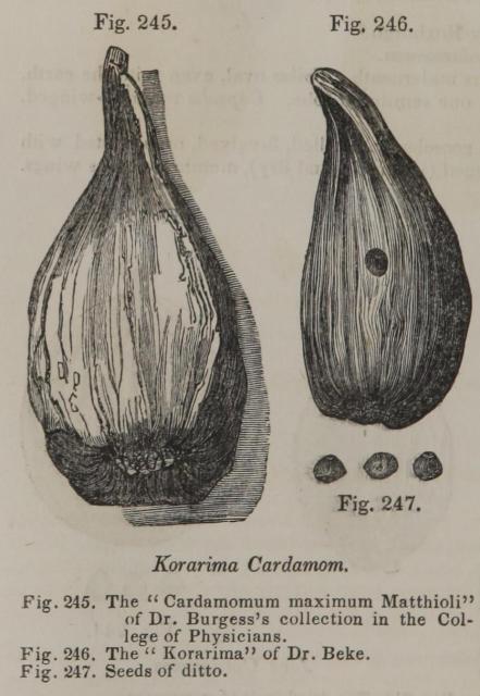 Fig. 245-247. Korarima Cardamom.