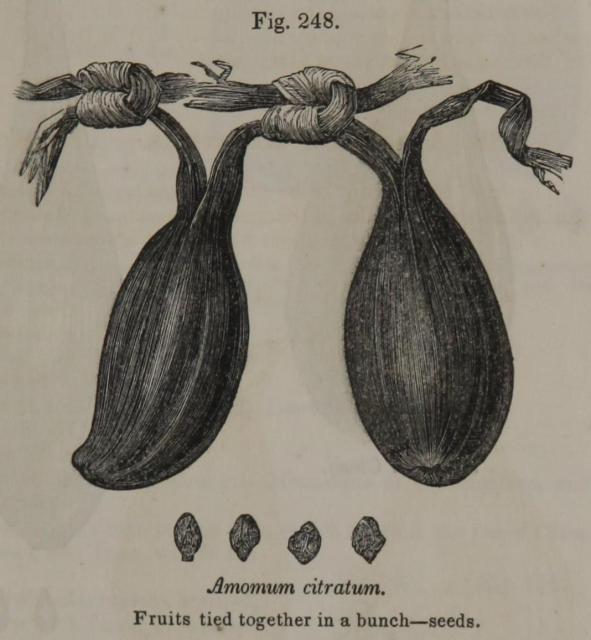 Fig. 248. Amomum citratum.