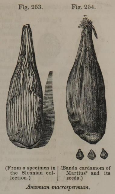 Fig. 253-254. Amomum macrospermum.