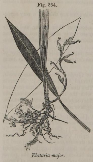 Fig. 264. Elettaria major.