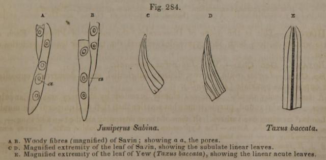 Fig. 284. Juniperus Sabina.